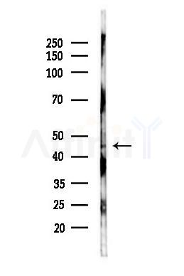 IRF3 Antibody - Western blot analysis of lysates from Mouse brain, using IRF3 Antibody at 1/1000 dilution.