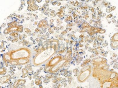 Phospho-EGFR (Ser1070) Antibody - AF3044 at 1/100 staining human normal placenta tissue by IHC-P.