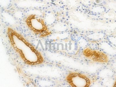 Phospho-HSP27 (Ser15) Antibody - AF3080 at 1/100 staining human normal kidney tissue by IHC-P.