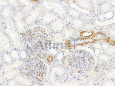 Phospho-HSP27 (Ser15) Antibody - AF3080 at 1/100 staining human normal kidney tissue by IHC-P.