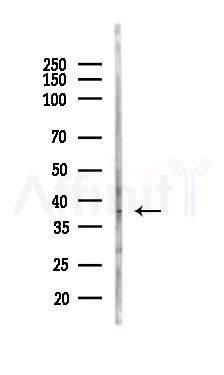 Phospho-c-Jun (Ser63) Antibody - Western blot analysis of lysates from Rat lung, using Phospho-c-Jun (Ser63) Antibody at 1/1000 dilution.