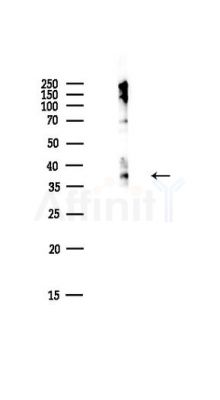 Phospho-CREB (Ser133) Antibody - Western blot analysis of lysates from HepG2 cells(LPS,4h treatment), using Phospho-CREB (Ser133) Antibody at 1/1000 dilution.