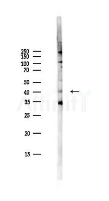 Phospho-CREB (Ser133) Antibody - Western blot analysis of lysates from PC12 cells(LPS,4h treatment), using Phospho-CREB (Ser133) Antibody at 1/1000 dilution.