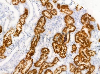 Phospho-CEBP Beta (Thr235/Thr188) Antibody - AF3202 at 1/100 staining human normal kidney tissue by IHC-P.