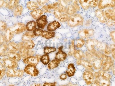 Phospho-CEBP Beta (Thr235/Thr188) Antibody - AF3202 at 1/100 staining human normal kidney tissue by IHC-P.
