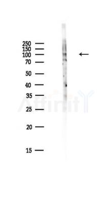 Phospho-NF kappaB p105/p50 (Ser337) Antibody - Western blot analysis of lysates from HepG2 cells(LPS,4h treatment), using Phospho-NF kappaB p105/p50 (Ser337) Antibody at 1/1000 dilution.