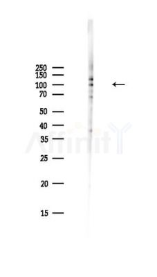 Phospho-NF kappaB p105/p50 (Ser337) Antibody - Western blot analysis of lysates from PC12 cells(LPS,4h treatment), using Phospho-NF kappaB p105/p50 (Ser337) Antibody at 1/1000 dilution.