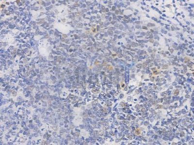 Phospho-NF kappaB p105/p50 (Ser907) Antibody - AF3221 at 1/100 staining human normal tonsil tissue by IHC-P.
