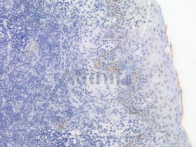 Phospho-NF kappaB p105/p50 (Ser907) Antibody - AF3221 at 1/100 staining human normal tonsil tissue by IHC-P.