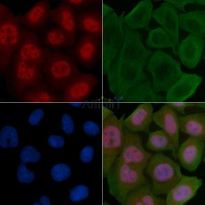 Phospho-Cyclin D3 (Thr283) Antibody - AF3251 staining Hela cells by IF/ICC.
