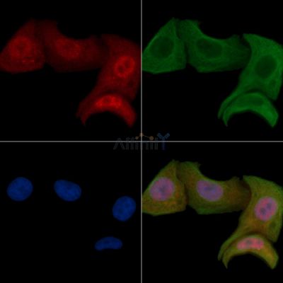 Phospho-CDC25A (Thr507) Antibody - AF3255 staining Hela cells by IF/ICC.