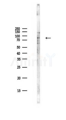 Phospho-STAT3 (Ser727) Antibody - Western blot analysis of lysates from PC12 cells(LPS,4h treatment), using Phospho-STAT3 (Ser727) Antibody at 1/1000 dilution.