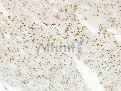 Acetyl-Histone H4 (Lys5) Antibody - AF3355 at 1/100 staining human normal colon tissue by IHC-P.