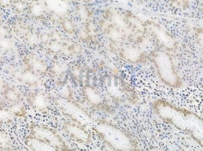 Acetyl-Histone H4 (Lys5) Antibody - AF3355 at 1/100 staining human normal gastric tissue by IHC-P.