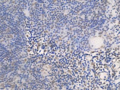 Acetyl-Histone H4 (Lys5) Antibody - AF3355 at 1/100 staining human normal tonsil tissue by IHC-P.