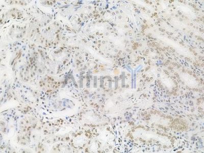 Acetyl-Histone H4 (Lys5) Antibody - AF3355 at 1/100 staining human normal gastric tissue by IHC-P.