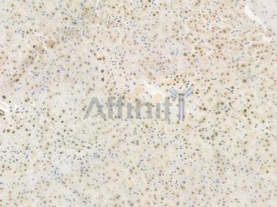Acetyl-Histone H4 (Lys5) Antibody - AF3355 at 1/100 staining human normal liver tissue by IHC-P.