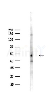 Phospho-RUNX1 / AML1 (Ser304) Antibody - Western blot analysis of lysates from PC12 cells(UV,30min treatment), using Phospho-RUNX1 / AML1 (Ser304) Antibody at 1/1000 dilution.