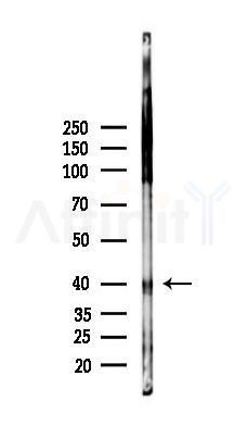 Phospho-MEK1/2 (Ser217/221)[Ser218/222] Antibody - Western blot analysis of lysates from COLO205 cells(heat-shock,45min treatment), using Phospho-MEK1/2 (Ser217)[Ser218] Antibody at 1/1000 dilution.