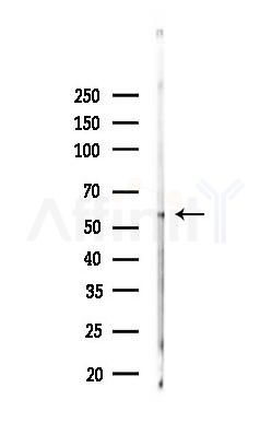 Phospho-NF-kB p65 (Ser311) Antibody - Western blot analysis of lysates from Mouse testis, using Phospho-NF-kB p65 (Ser311) Antibody at 1/1000 dilution.