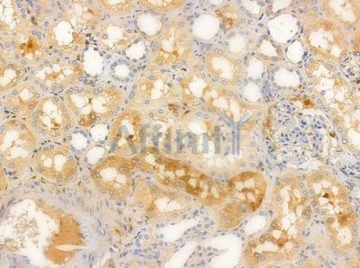 Phospho-PKC delta (Ser645) Antibody - AF3408 at 1/100 staining human normal kidney tissue by IHC-P.