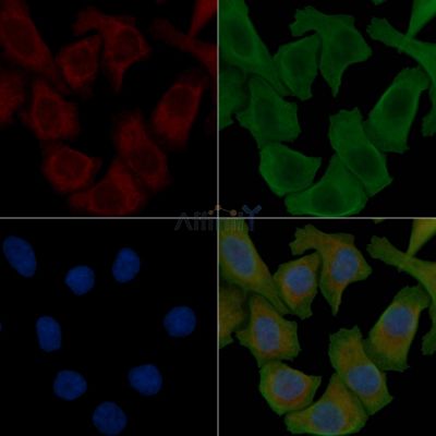Phospho-SHP2 (Tyr542)[Tyr546] Antibody - AF3412 staining Hela cells by IF/ICC.