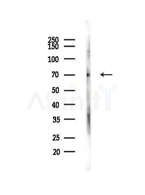 Phospho-FOXO1A (Ser319) Antibody - Western blot analysis of lysates from Mouse testis, using Phospho-FOXO1A (Ser319) Antibody at 1/1000 dilution.