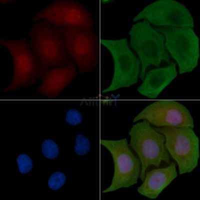 Phospho-HDAC5 (Ser498) Antibody - AF3491 staining Hela cells by IF/ICC.