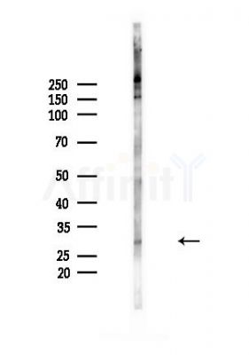 Phospho-PHB2 (Ser39) Antibody - Western blot analysis of lysates from Mouse brain, using Phospho-PHB2 (Ser39) Antibody at 1/1000 dilution.