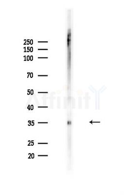 Phospho-PBK/TOPK (Ser32) Antibody - Western blot analysis of lysates from Hela cells(heat-shock,45min treatment), using Phospho-PBK/TOPK (Ser32) Antibody at 1/1000 dilution.