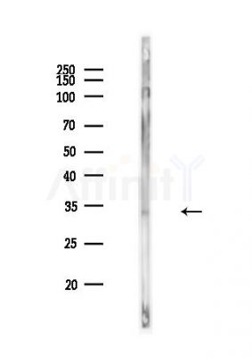 Phospho-OTUB1 (Ser16) Antibody - Western blot analysis of lysates from MCF7 cells, using Phospho-OTUB1 (Ser16) Antibody at 1/1000 dilution.