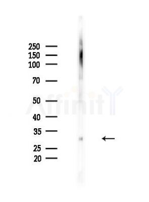 Phospho-lin28b (Ser203) Antibody - Western blot analysis of lysates from Mouse brain, using Phospho-lin28b (Ser203) Antibody at 1/1000 dilution.