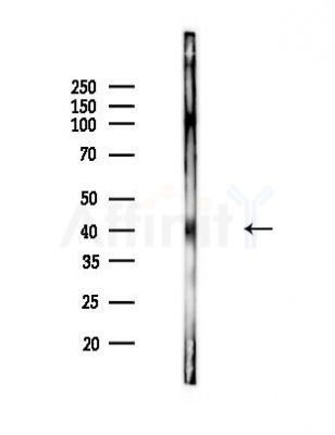 Phospho-PDHK1 (Tyr243) Antibody - Western blot analysis of lysates from Rat lung, using Phospho-PDHK1 (Tyr243) Antibody at 1/1000 dilution.