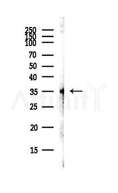 Phospho-MCL1 (Ser159) Antibody - Western blot analysis of lysates from PC12 cells(LPS,4h treatment), using Phospho-MCL1 (Ser159) Antibody at 1/1000 dilution.