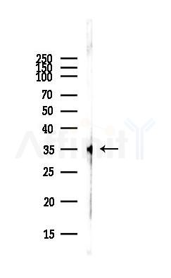 Phospho-MCL1 (Ser159) Antibody - Western blot analysis of lysates from COLO205 cells(heat-shock,45min treatment), using Phospho-MCL1 (Ser159) Antibody at 1/1000 dilution.