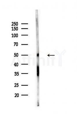 Phospho-RUNX1/RUNX3 (Ser435/Ser397) Antibody - Western blot analysis of lysates from Mouse lung, using Phospho-RUNX1/RUNX3 (Ser435/Ser397) Antibody at 1/1000 dilution.