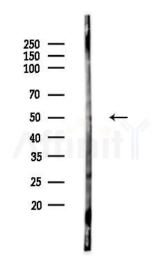 Phospho-RUNX1/RUNX3 (Ser435/Ser397) Antibody - Western blot analysis of lysates from PC12 cells, using Phospho-RUNX1/RUNX3 (Ser435/Ser397) Antibody at 1/1000 dilution.
