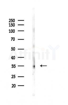 Phospho-Ephrin B1/B2/B3 (Tyr324) Antibody - Western blot analysis of lysates from Mouse lung, using Phospho-Ephrin B1/B2/B3 (Tyr324) Antibody at 1/1000 dilution.