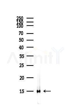 Acetyl-histone H4 (Lys16) Antibody - Western blot analysis of lysates from COLO205 cells(heat-shock,45min treatment), using Acetyl-histone H4 (Lys16) Antibody at 1/1000 dilution.