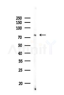 Phospho-Bcl6 (Ser333) Antibody - Western blot analysis of lysates from MC-3T3-E1 cells, using Phospho-Bcl6 (Ser333) Antibody at 1/1000 dilution.
