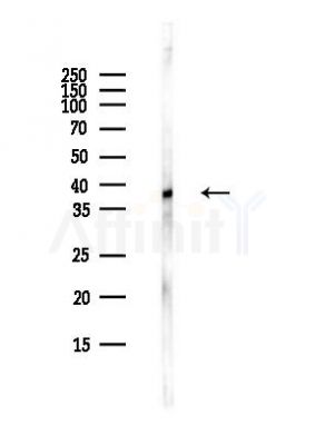 Phospho-CREB (Ser129) Antibody - Western blot analysis of lysates from COLO205 cells(heat-shock,45min treatment), using Phospho-CREB (Ser129) Antibody at 1/1000 dilution.