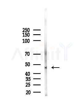 Acetyl-P53 (Lys120) Antibody - Western blot analysis of lysates from Mouse testis, using Acetyl-P53 (Lys120) Antibody at 1/1000 dilution.