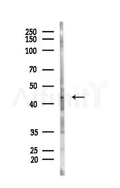 Acetyl-P53 (Lys319) Antibody - Western blot analysis of lysates from PC12 cells, using Acetyl-P53 (Lys319) Antibody at 1/1000 dilution.