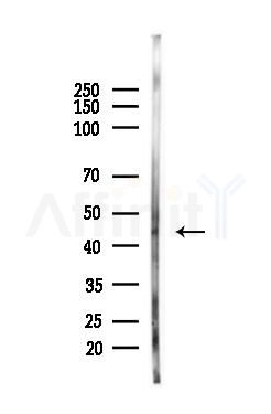 Acetyl-P53 (Lys319) Antibody - Western blot analysis of lysates from Mouse testis, using Acetyl-P53 (Lys319) Antibody at 1/1000 dilution.