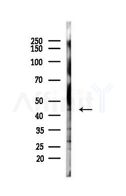 Acetyl-P53 (Lys319) Antibody - Western blot analysis of lysates from HepG2 cells(starvation,24h treatment), using Acetyl-P53 (Lys319) Antibody at 1/1000 dilution.