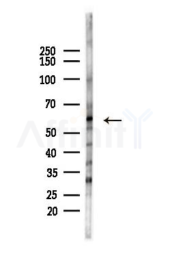 Phospho-p53 (Ser37) Antibody - Western blot analysis of lysates from HepG2 cells(starvation,24h treatment), using Phospho-p53 (Ser37) Antibody at 1/1000 dilution.