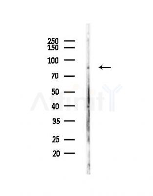 Phospho-LETM1 (Thr192) Antibody - Western blot analysis of lysates from Mouse testis, using Phospho-LETM1 (Thr192) Antibody at 1/1000 dilution.