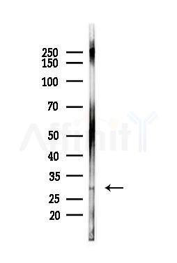 Phospho-EIF3J (Ser127) Antibody - Western blot analysis of lysates from HepG2 cells(starvation,24h treatment), using Phospho-EIF3J (Ser127) Antibody at 1/1000 dilution.