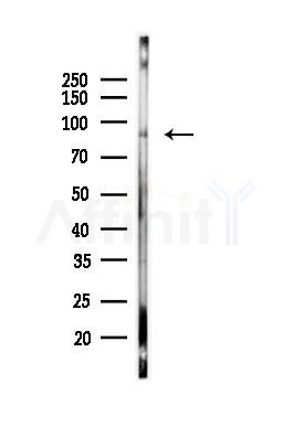 Phospho-RSK1 p90 (Thr359/Ser363) Antibody - Western blot analysis of lysates from 293 cells, using Phospho-RSK1 p90 (Thr359/Ser363) Antibody at 1/1000 dilution.