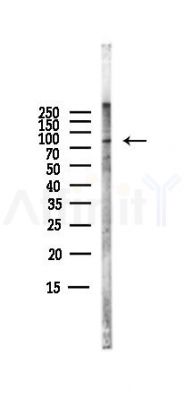 Phospho-WEE1 (Ser123) Antibody - Western blot analysis of lysates from PC12 cells(LPS,4h treatment), using Phospho-WEE1 (Ser123) Antibody at 1/1000 dilution.